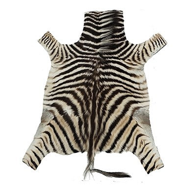 DK Zebra Hide - Foal